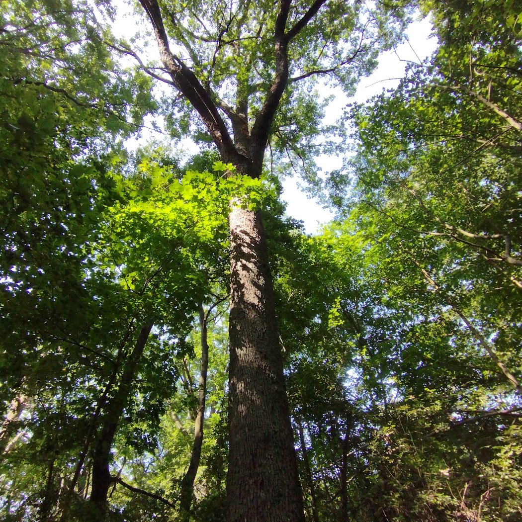Cormier-arbre remarquable 1